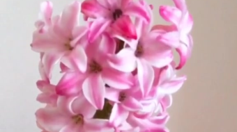 唯美花视频素材背景-众图网