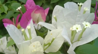 唯美花视频素材背景-众图网