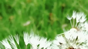 唯美花视频素材背景-众图网