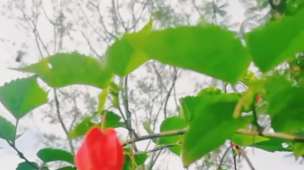 唯美花视频素材背景-众图网