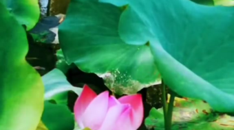 唯美花视频素材背景-众图网