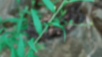 唯美花视频素材背景-众图网