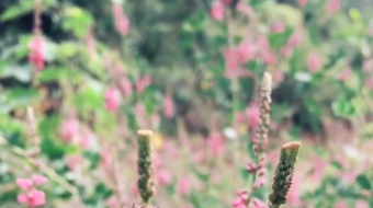 唯美花视频素材背景-众图网