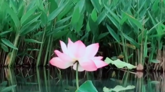 唯美花视频素材背景-众图网