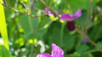 唯美花视频素材背景-众图网