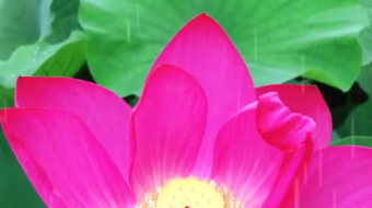 唯美花视频素材背景-众图网