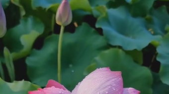 唯美花视频素材背景-众图网