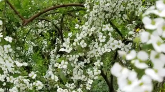 唯美花视频素材背景-众图网