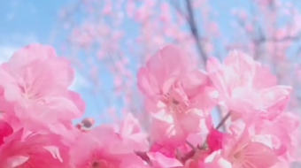 唯美花视频素材背景-众图网