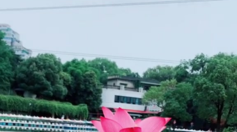 唯美花视频素材背景-众图网