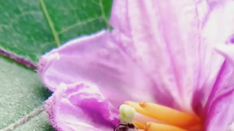 唯美花视频素材背景-众图网