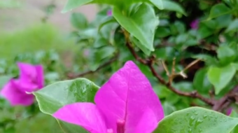 唯美花视频素材背景-众图网