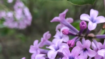 唯美花视频素材背景-众图网