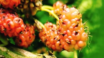 唯美花视频素材背景-众图网