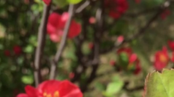 唯美花视频素材背景-众图网