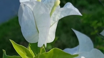 唯美花视频素材背景-众图网