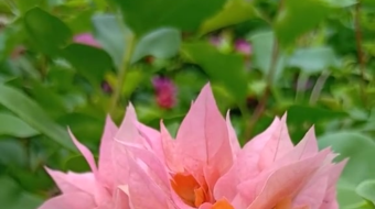 唯美花视频素材背景-众图网