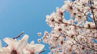 唯美花视频素材背景-众图网