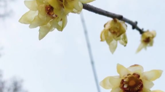 唯美花视频素材背景-众图网