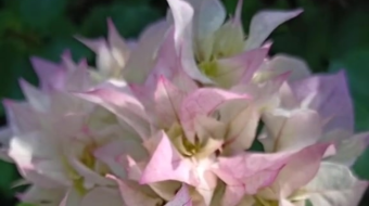 唯美花视频素材背景-众图网