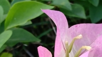 唯美花视频素材背景-众图网