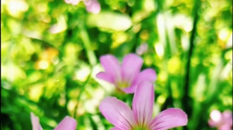 唯美花视频素材背景-众图网