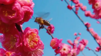 唯美花视频素材背景-众图网