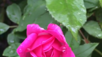 唯美花视频素材背景-众图网