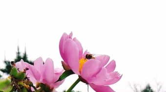 唯美花视频素材背景-众图网