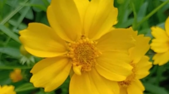 唯美花视频素材背景-众图网