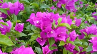 唯美花视频素材背景-众图网