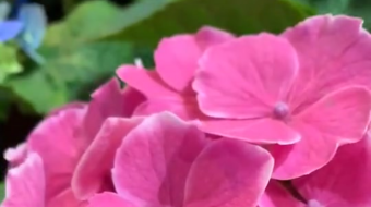 唯美花视频素材背景-众图网