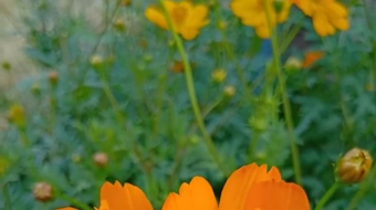 唯美花视频素材背景-众图网