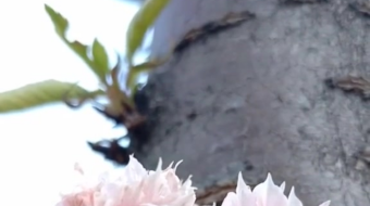 唯美花视频素材背景-众图网