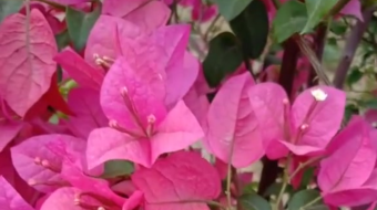 唯美花视频素材背景-众图网