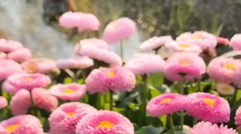 唯美花视频素材背景-众图网