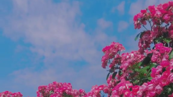 唯美花视频素材背景-众图网