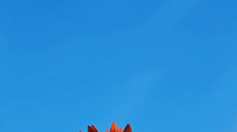 唯美花视频素材背景-众图网