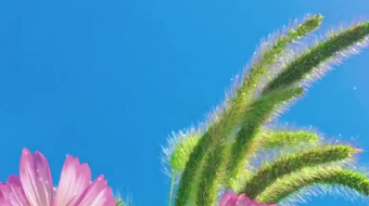 唯美花视频素材背景-众图网