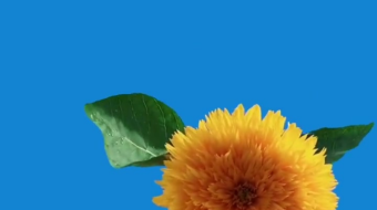 唯美花视频素材背景-众图网