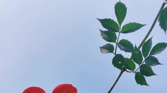 唯美花视频素材背景-众图网