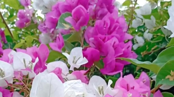 唯美花视频素材背景-众图网