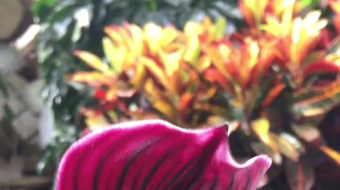 唯美花视频素材背景-众图网