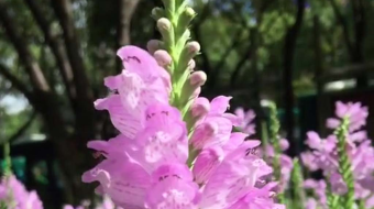 唯美花视频素材背景-众图网