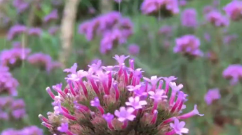 唯美花视频素材背景-众图网