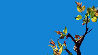 唯美花视频素材背景-众图网