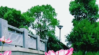 草地上的多彩花卉与车辆-众图网