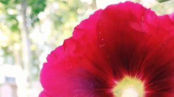 唯美花视频素材背景-众图网