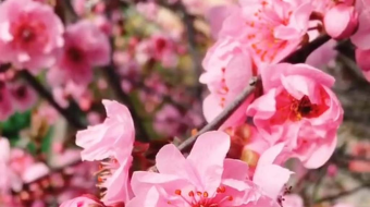 唯美花视频素材背景-众图网