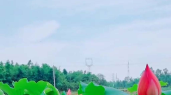 唯美花视频素材背景-众图网